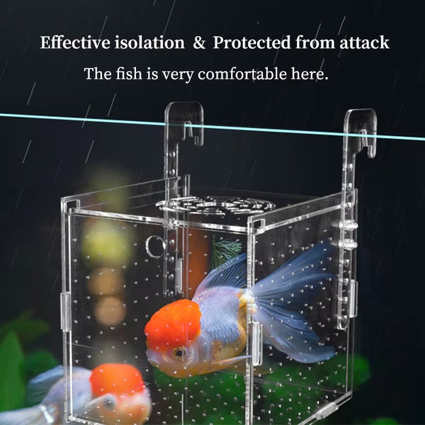 Premium Clear Acrylic Aquarium Breeding Box | Multi-Compartment Fish Isolation Hatchery | Hooks & Suction Mounts