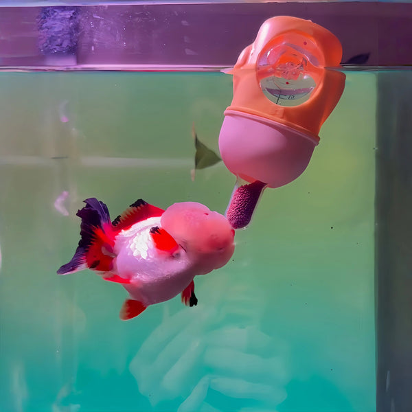 Interactive Aquarium 